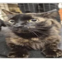 Belle