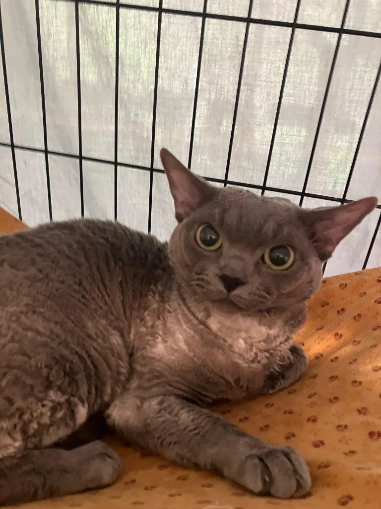 A young medium-sized male Devon Rex cat named Oliver for adoption in Lunenburg, MA