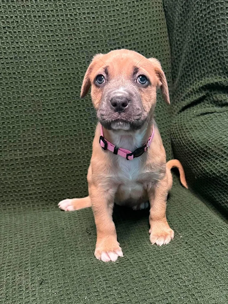 A baby medium-sized female American Staffordshire Terrier dog named Sylvia for adoption in Walker, LA