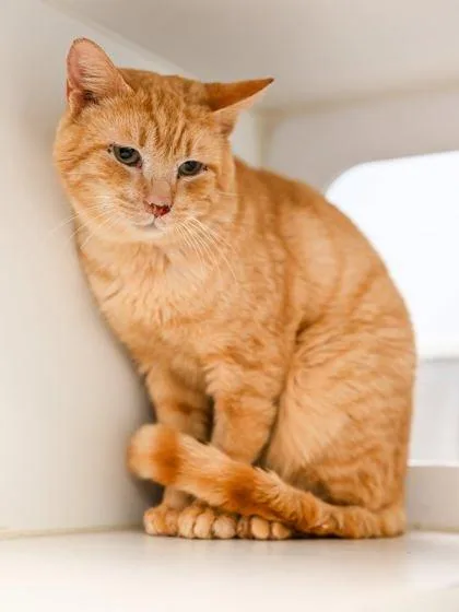 Tomato + thumbnail 2