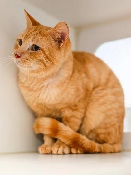 Tomato + thumbnail 3