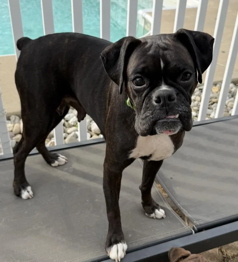 An adult medium-sized female Brindle Boxer dog named Bridget for adoption in Middlesex, NJ