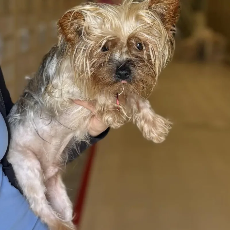 An adult small-sized male Yorkshire Terrier dog named Biggie for adoption in Chicago, IL
