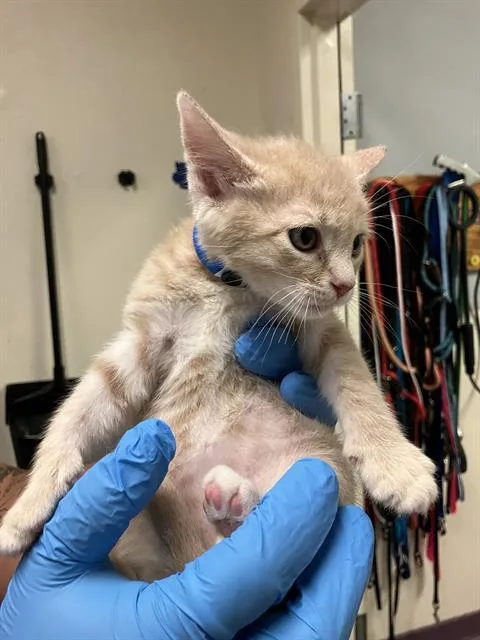 A baby small-sized male Domestic Short Hair cat named Chester for adoption in Long Beach, CA