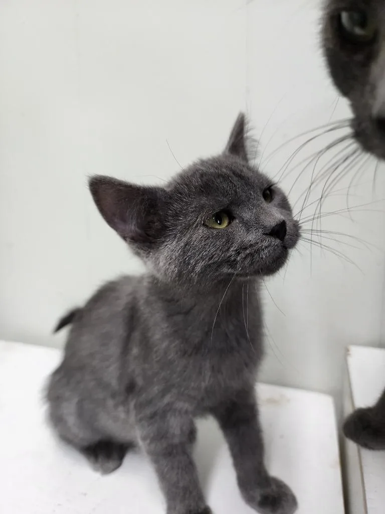 A baby small-sized female Domestic Medium Hair cat named Edna for adoption in Virginia, MN