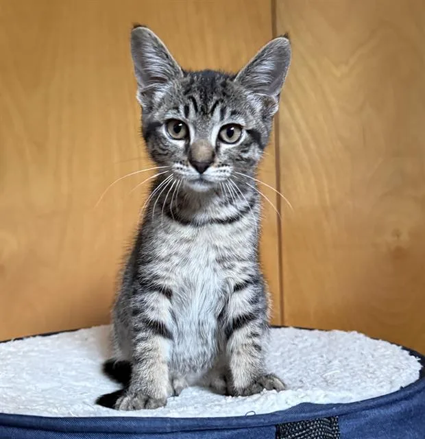 A baby small-sized female Domestic Short Hair cat named Velma for adoption in Sacramento, CA