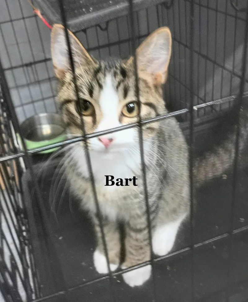 A young medium-sized male Tabby cat named Bart for adoption in Morehead, KY