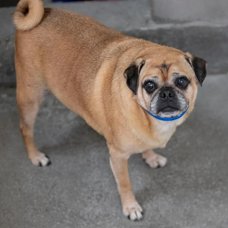 A senior medium-sized male Pug dog named Jessie for adoption in Peyton, CO