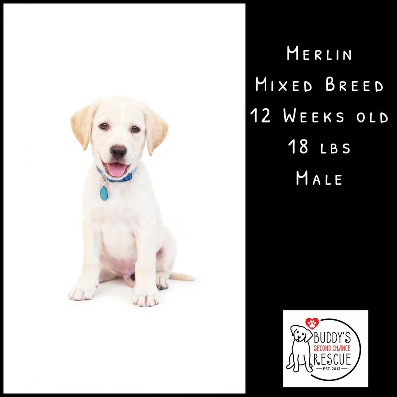 A baby small-sized male Mixed Breed dog named Merlin for adoption in Amherst, NY