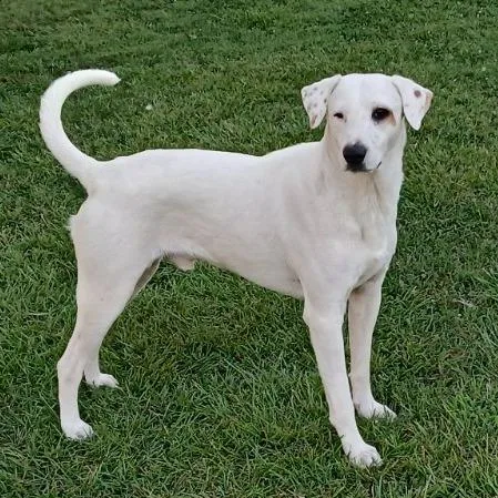 An adult medium-sized male White / Cream Hound dog named Benton for adoption in Hackett, AR