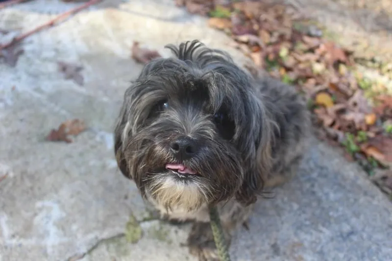 Ziggy FKA Tucker thumbnail 2