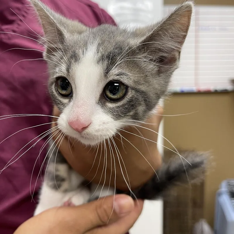 A baby small-sized female Gray / Blue / Silver Domestic Short Hair cat named Mochi for adoption in Milan, IL