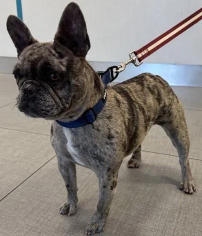 An adult small-sized female French Bulldog dog named Unknown for adoption in Rancho Cucamonga, CA