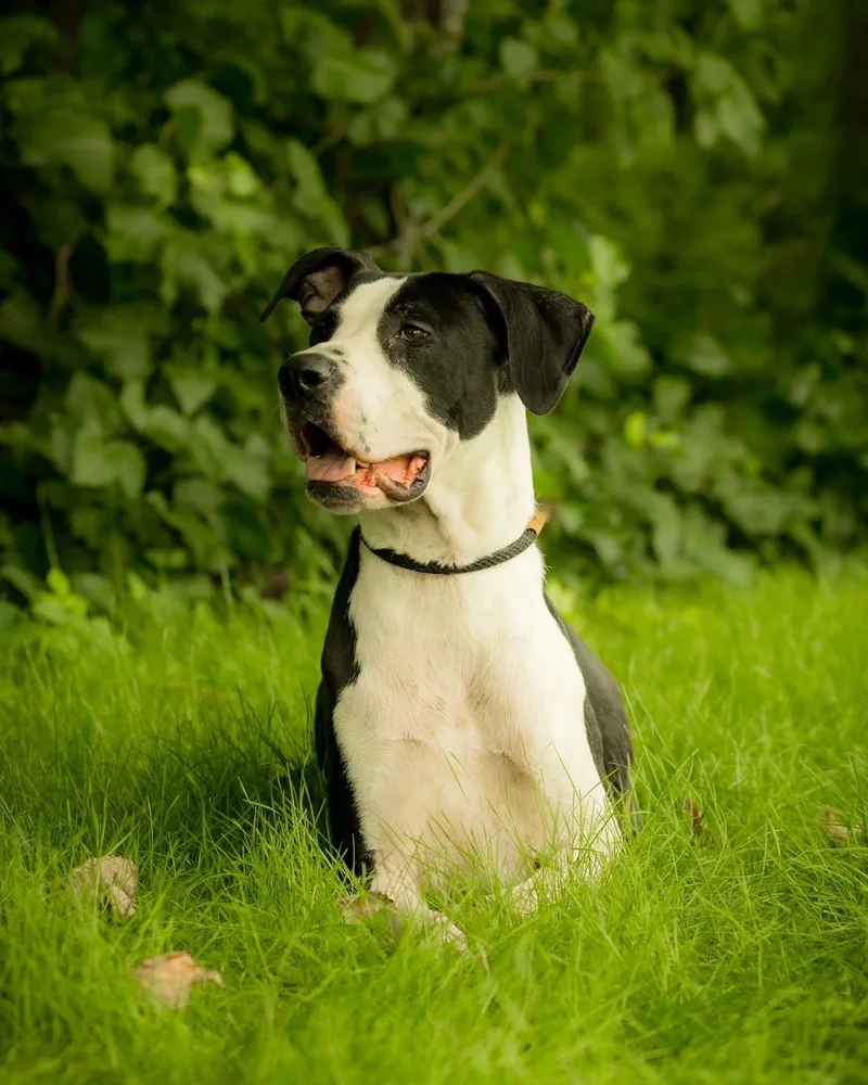 An adult large-sized male Black Great Dane dog named Orville Redenbacher for adoption in Bridgeport, CT