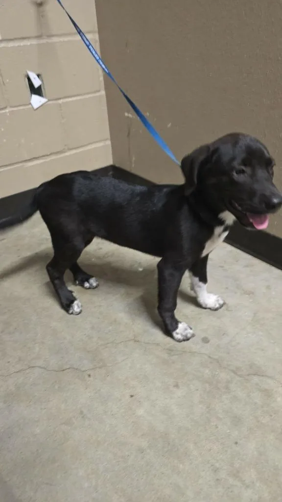 A baby medium-sized female Labrador Retriever dog named Peaches for adoption in Huntsville, TX