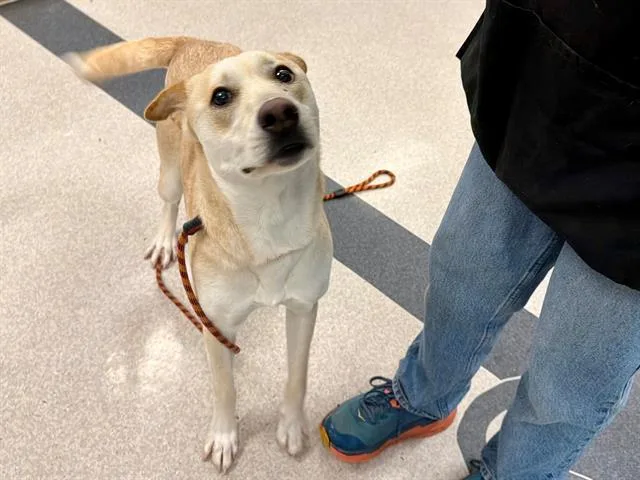 An adult medium-sized female Labrador Retriever dog named Winny for adoption in Santa Rosa, CA