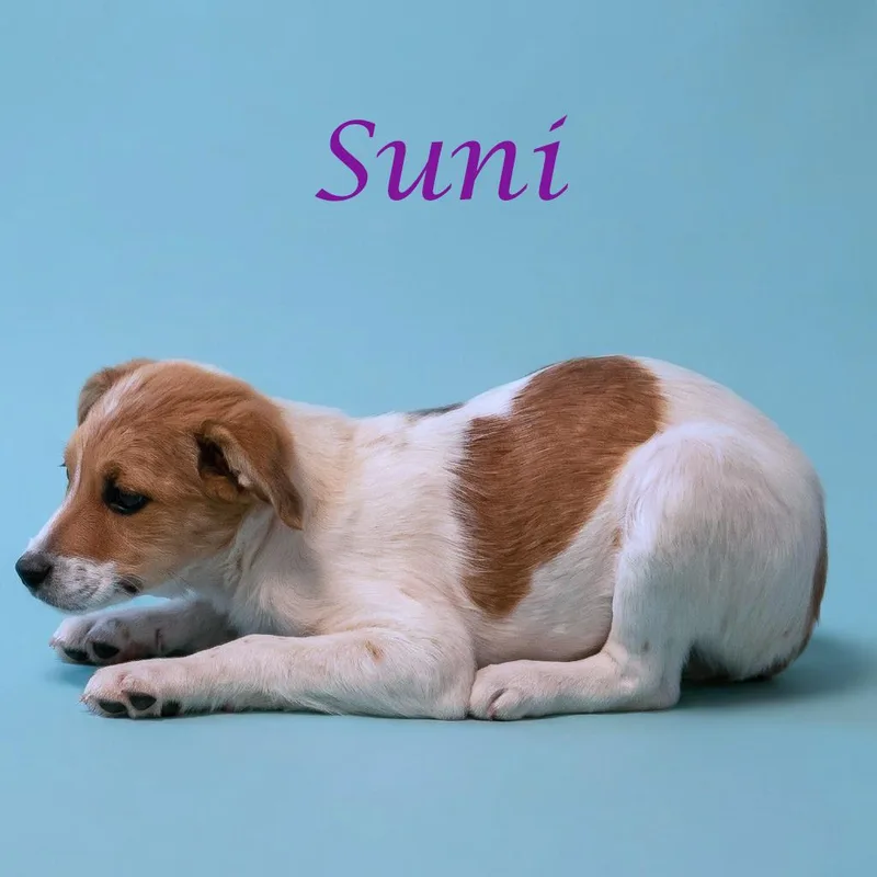 Suni D