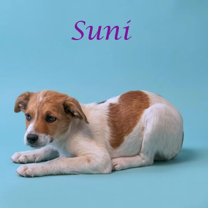 Suni D thumbnail 2