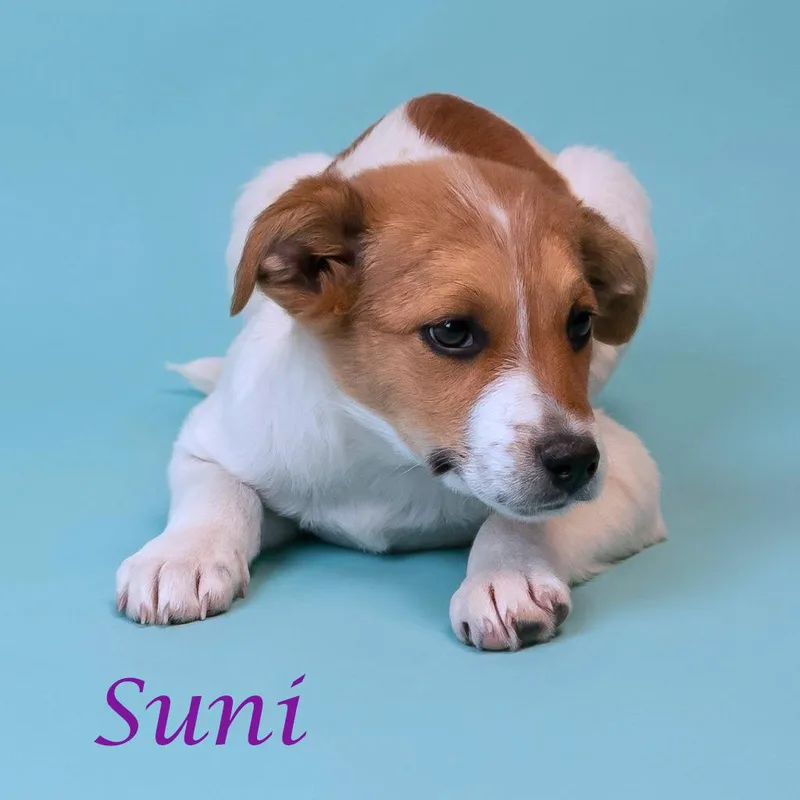 Suni D thumbnail 3