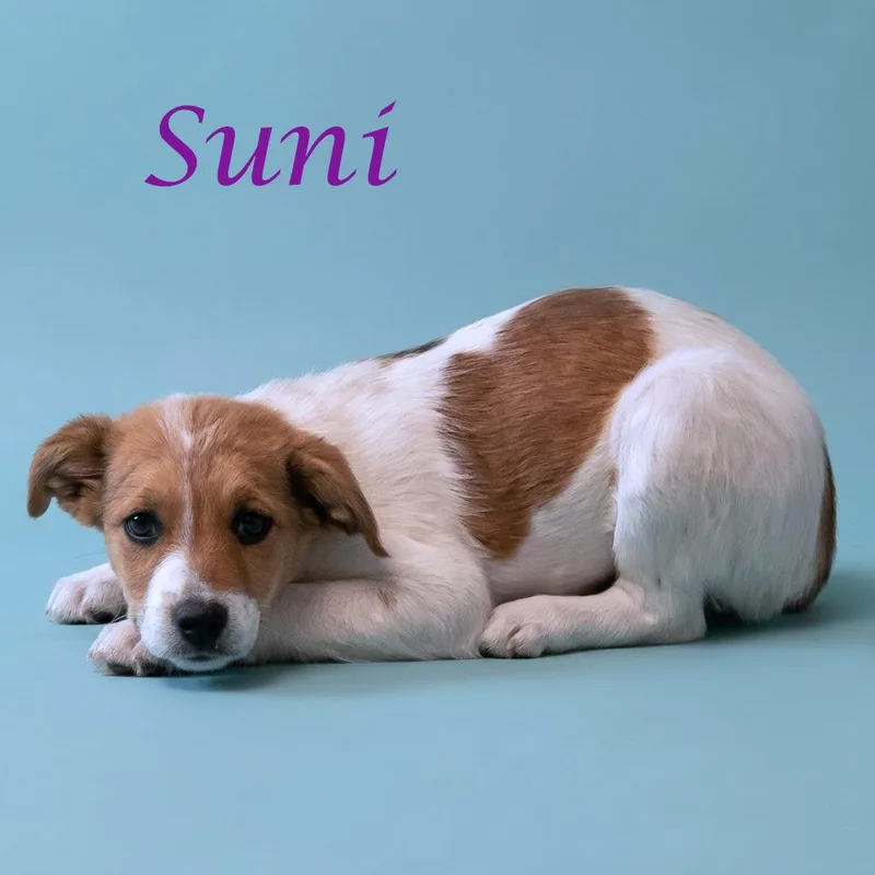 Suni D thumbnail 4