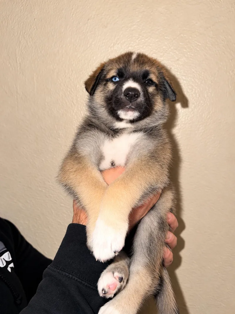 A baby medium-sized male German Shepherd Dog named Daemon for adoption in Lodi, CA