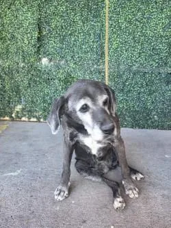 A senior large-sized female Black Labrador Retriever dog named Julia for adoption in El Paso, TX