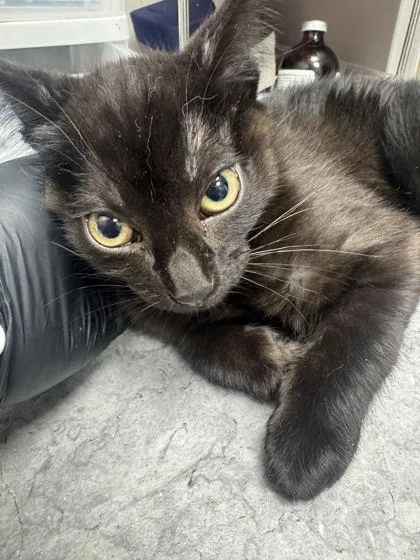 A young small-sized male Domestic Short Hair cat named Pua for adoption in Sevierville, TN