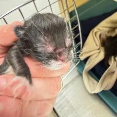 A baby small-sized female Brown / Chocolate Domestic Short Hair cat named Hestia for adoption in South Elgin, IL