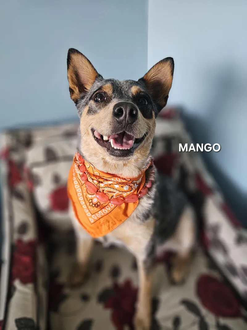 Mango thumbnail 3