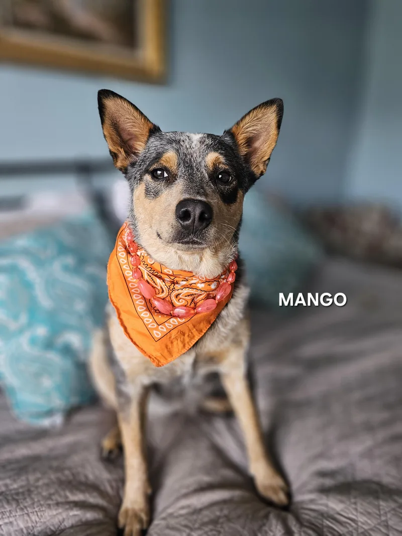 Mango thumbnail 4