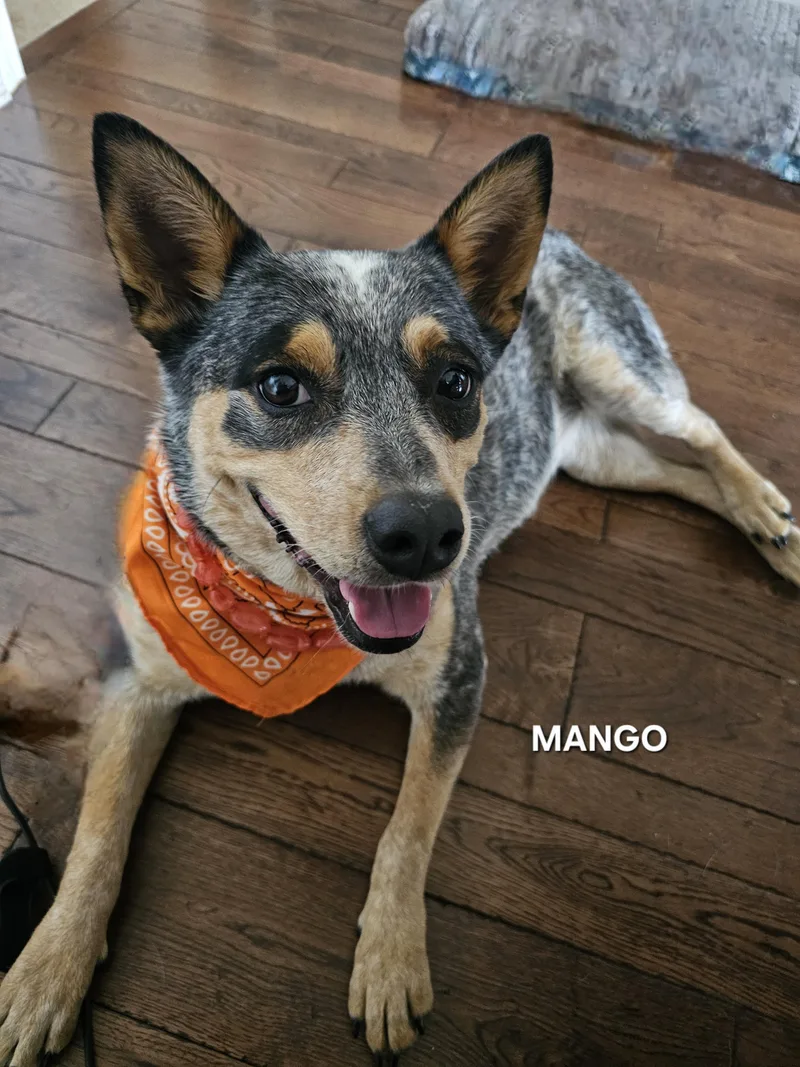 Mango thumbnail 5