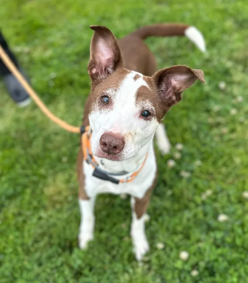 A senior medium-sized female Tricolor (Brown, Black, & White) Terrier dog named Lilypad for adoption in Evansville, IN