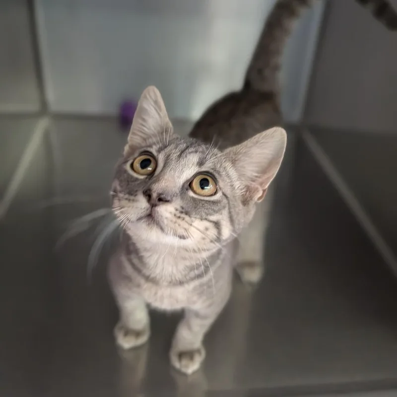 A baby medium-sized male Tabby (Gray / Blue / Silver) Domestic Short Hair cat named Chobi for adoption in Cape Girardeau, MO