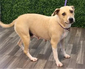 An adult medium-sized female Labrador Retriever dog named Zola for adoption in Chesapeake, VA