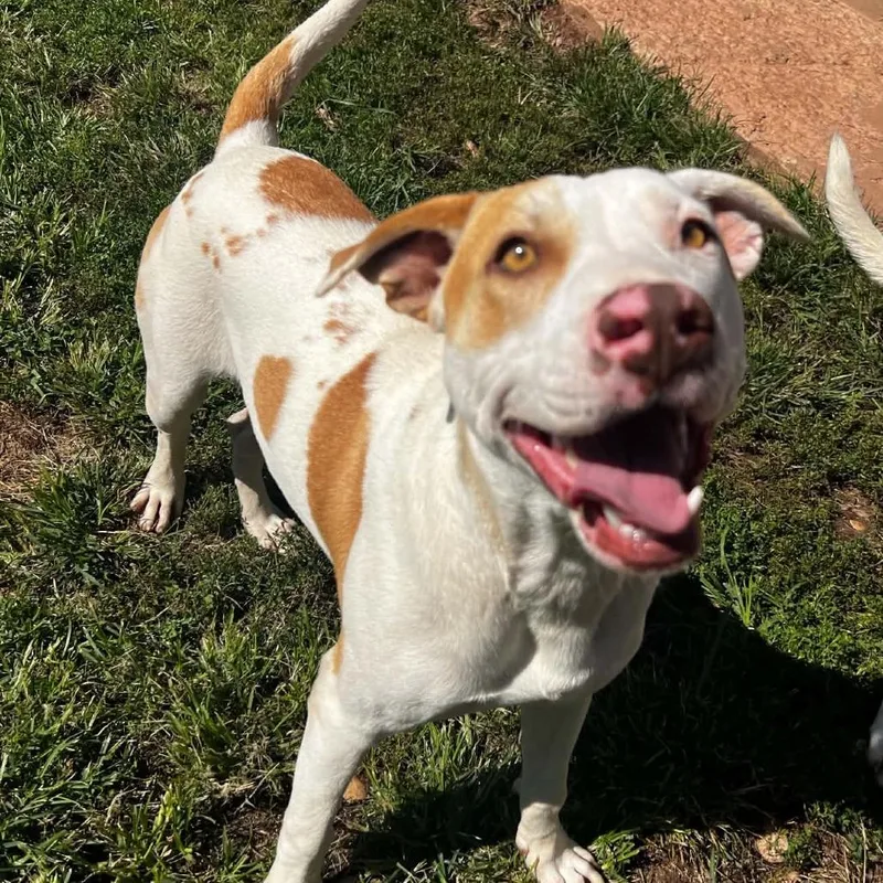 A young medium-sized male Brown / Chocolate Mixed Breed dog named Teddy for adoption in Harrisville, WV