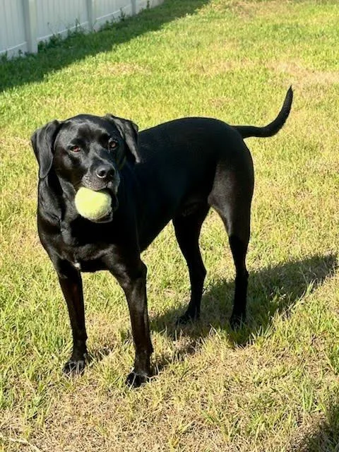 Maverick thumbnail 2