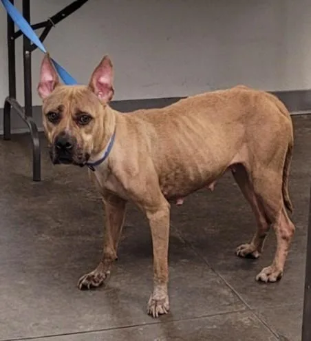 An adult large-sized female Pit Bull Terrier dog named Momma for adoption in Los Angeles, CA