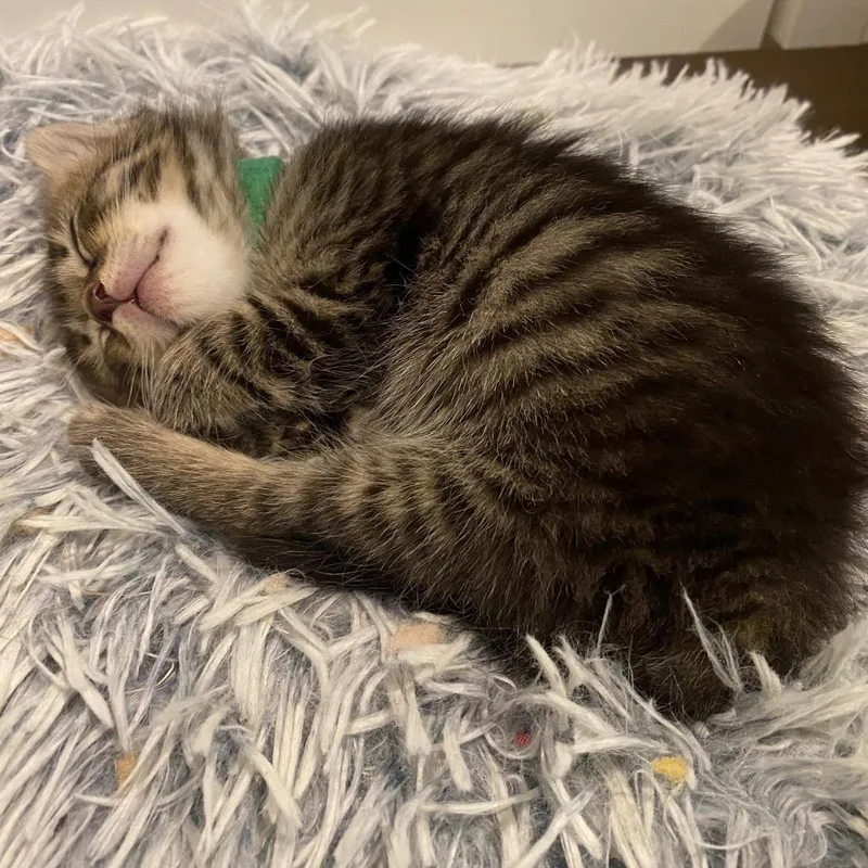 A baby small-sized male Brown / Chocolate Domestic Short Hair cat named Gerard for adoption in Fairfax Station, VA