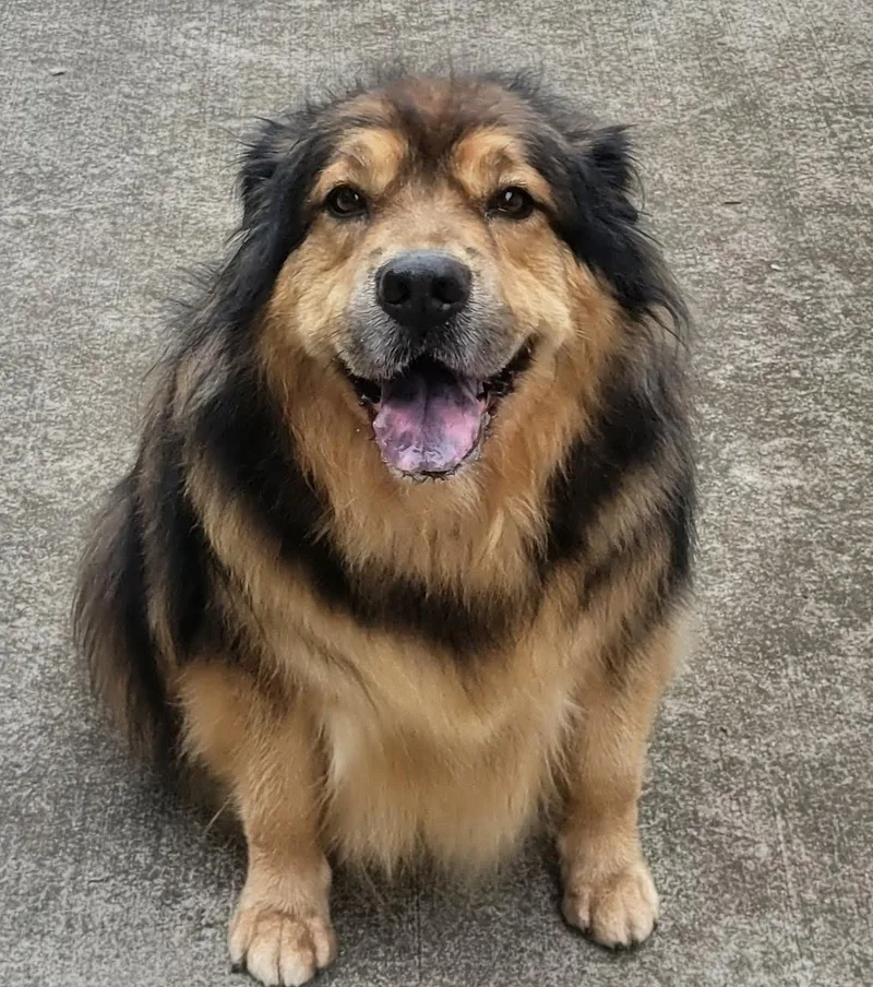 Maya