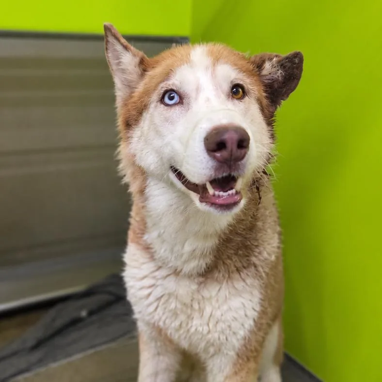 A young large-sized male Red / Chestnut / Orange Husky dog named Bea for adoption in San Jacinto, CA