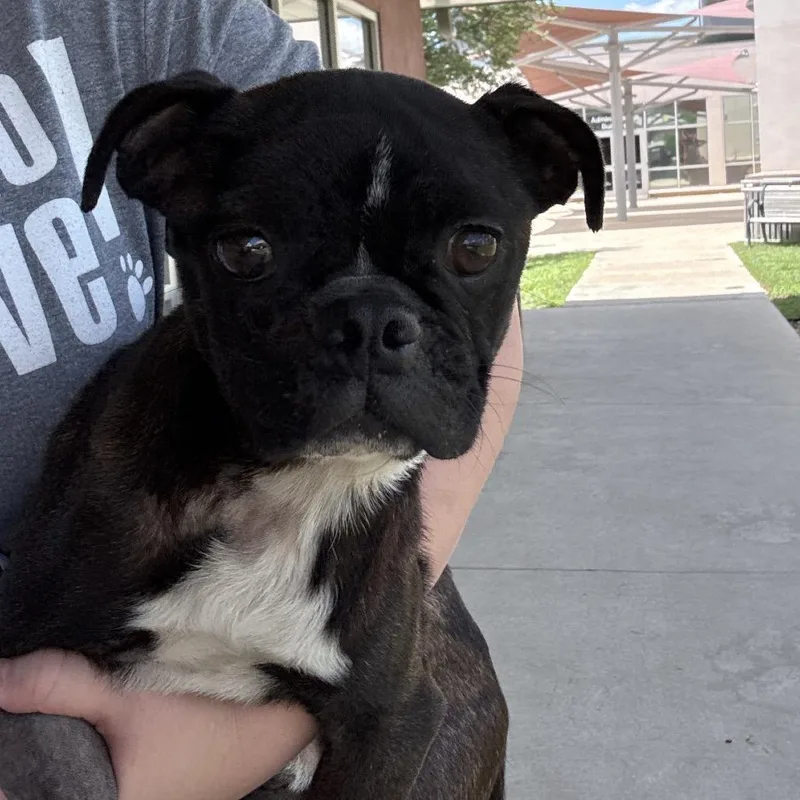 An adult small-sized male Brindle Pug dog named Footloose for adoption in San Antonio, TX