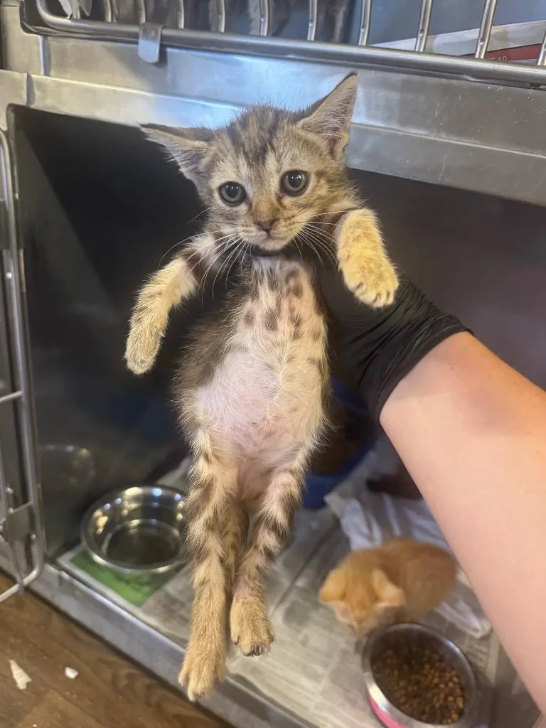 A baby medium-sized female Domestic Short Hair cat named Destinee for adoption in Sorrento, LA