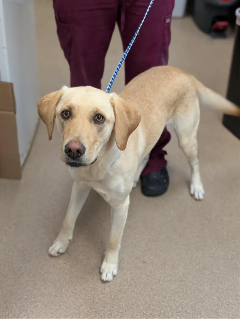 A young large-sized female Yellow / Tan / Blond / Fawn Labrador Retriever dog named Moon for adoption in Chambersburg, PA