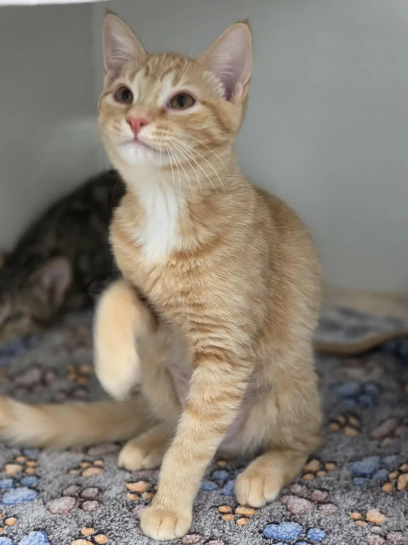 A baby medium-sized female Orange & White Domestic Short Hair cat named Vanna for adoption in Grants Pass, OR