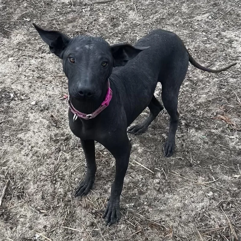 A young small-sized female Black Xoloitzcuintli / Mexican Hairless dog named Fuchsia for adoption in Aberdeen, NC