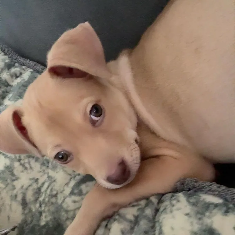 Dolly thumbnail 3
