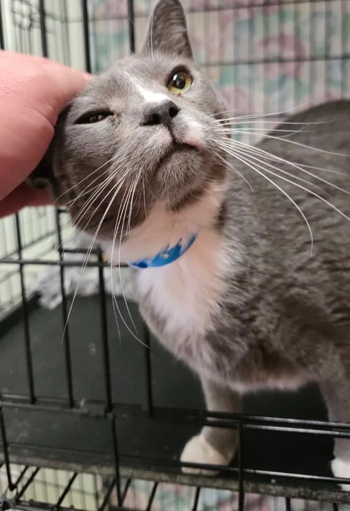 An adult medium-sized male Domestic Short Hair cat named Dallas for adoption in Muskegon, MI