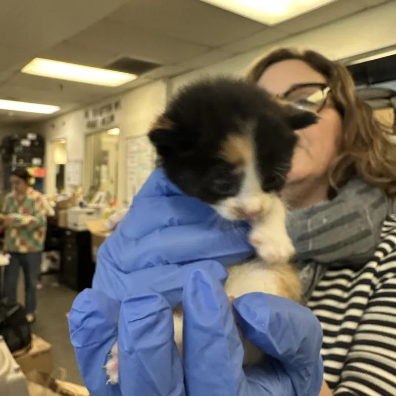 A baby small-sized female Calico Domestic Short Hair cat named Tinga for adoption in Los Angeles, CA
