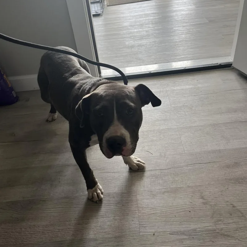 Nova