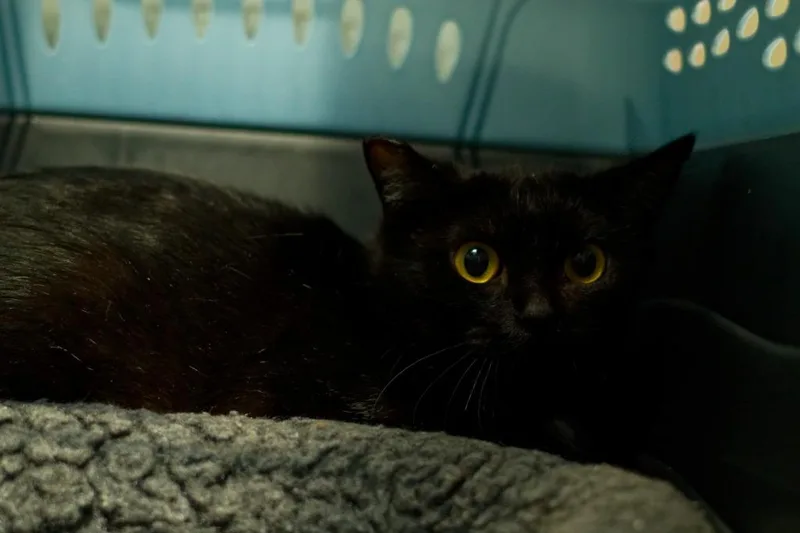 A young medium-sized female Domestic Short Hair cat named Mummy for adoption in Hot Springs, AR
